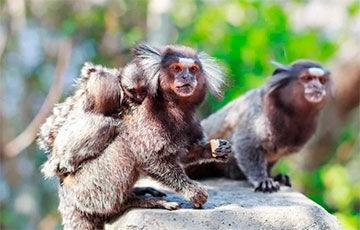 Ученые: Детеныши обезьян учатся звать родителей еще в утробе матери - charter97.org - Белоруссия