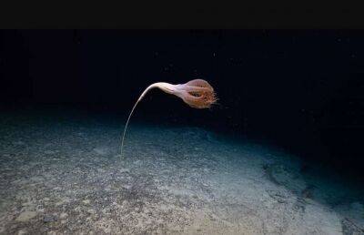 Вчені виявили в океані гігантську істоту зі щупальцями (Фото, Відео) - lenta.ua - США - Украина - штат Орегон