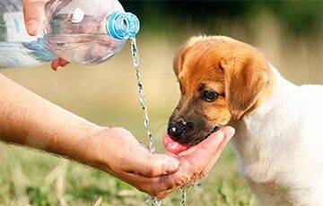 Как помочь домашним животным справиться с жарой - charter97.org - Белоруссия