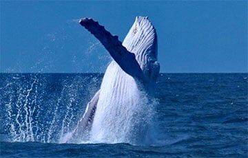 Ученые нашли неожиданных предков современных китов - charter97.org - Белоруссия