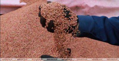 Agriculture ministry: Belarus fully self-sufficient in food - udf.by - Belarus