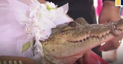 Мексика - В Мексике мэр рыбацкой деревушки взял в жены крокодила (видео) - focus.ua - Украина - Мексика - Индия