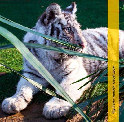 В Ташкентском зоопарке появился новый необычный питомец – белый тигр Фуфуня - podrobno.uz - Узбекистан - Эмираты - Ташкент