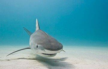 В Турции в заливе Мармариса туристы увидели «акулу» и отбивались от нее шваброй - charter97.org - Австрия - Белоруссия - Турция