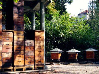 В Новосибирской области из-за пестицидов гибнут пчелы - smartmoney.one - Новосибирская обл. - район Колыванский