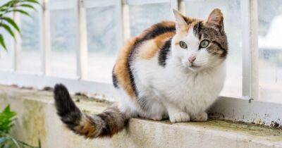 Ученые рассказали, почему кошки виляют хвостом - focus.ua - Украина