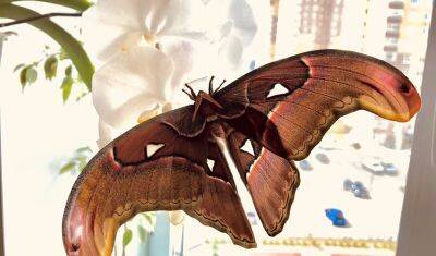 В Тюмени продают гигантскую бабочку Атлас размером 22 см - nashgorod.ru - Тюмень