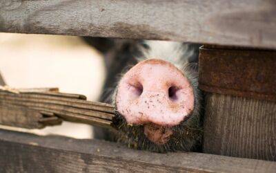 Спустя два года в Литве выявлена африканская чума свиней на ферме - obzor.lt - Литва - Калининградская обл.