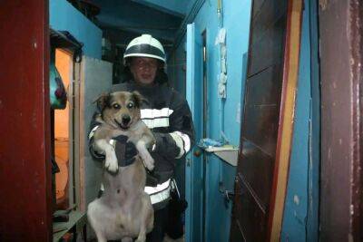 Чрезвычайники спасли из разрушенного дома женщину, девочку, собаку и попугая (фото) - objectiv.tv - Украина - Харьков