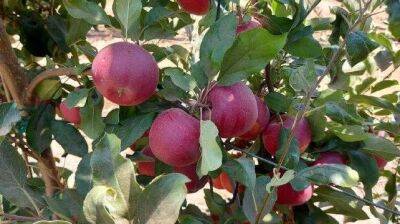 Самый красивый сорт яблок начали выращивать в Израиле: идеальный для фото в соцсетях - vesty.co.il - Израиль - Иерусалим