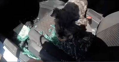 Полицейские в Британии разбили окно в машине и спасли умирающую от жары собаку (видео) - focus.ua - Украина - Киевская обл. - Англия - Великобритания