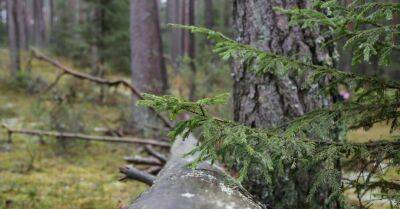 В лесу обнаружена пропавшая девять дней назад женщина - rus.delfi.lv - Латвия
