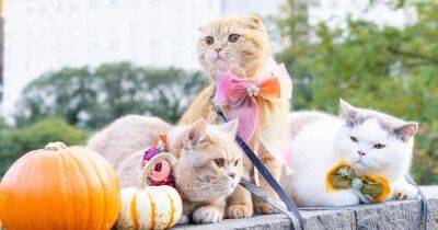 Американец устроил троим своим кошкам кругосветное путешествие (фото) - koronavirus.center - Украина - Нью-Йорк - Нью-Йорк