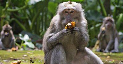 Маргарет Харрис - В Бразилии решили перетравить всех обезьян из-за опасений обезьяньей оспы, – СМИ - focus.ua - Украина - Бразилия - Сан-Паулу - Нигерия - Сан-Хосе - Женева