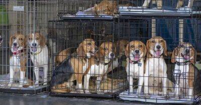 В США из питомника, продававшего собак для опытов, спасли 4 тысячи биглей, – СМИ (видео) - focus.ua - США - Украина