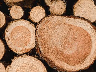 Венгрия - Венгрия ввела ограничения на экспорт дров из страны из-за энергетического кризиса - gordonua.com - Украина - Венгрия - Запрет