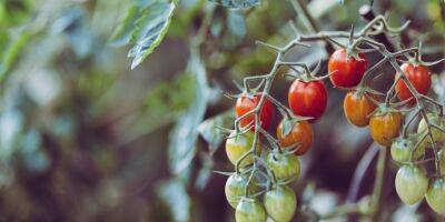 Больше, лучше и вкуснее. Как ухаживать за томатами в августе, чтобы вырастить их с максимальной пользой - nv.ua - Украина