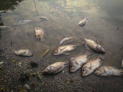 В Одере обнаружены тысячи мёртвых рыб - rusverlag.de - земля Бранденбург