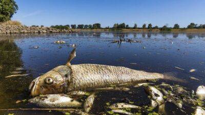 Польша: в реке Одра погибли тонны рыбы из-за заражения воды химикатами - ru.euronews.com - Германия - Польша - Экология