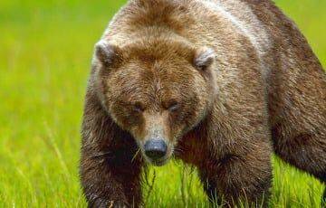 В Турции медведь «опьянел», отведав галлюциногенного меда - charter97.org - Белоруссия - Турция