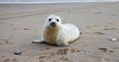 В организмах обитающих в Балтийском море тюленей обнаружили ртуть и свинец - rus.delfi.lv - Испания - Латвия