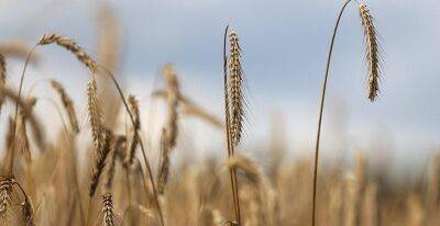 Белорусские аграрии намолотили 5 миллионов тонн зерна - grodnonews.by - Белоруссия