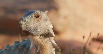 Ученые обнаружили новый вид динозавров: с шипами, клювом и размером с кошку (видео) - focus.ua - Украина - Аргентина