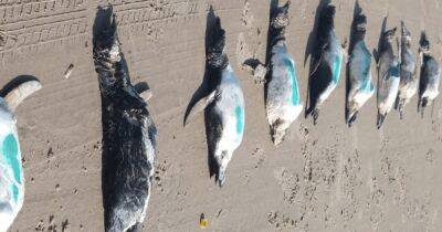 Опасное путешествие: 600 мертвых пингвинов вынесло на берег Бразилии после циклона (фото, видео) - focus.ua - Украина - Турция - Бразилия - Нью-Йорк - Аргентина - Чили - Brazil - Мальвинские Острова