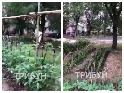 У дворах багатоповерхівок тепер городи: як виживає Сєвєродонецьк в окупації - vchaspik.ua - Украина - місто Сєвєродонецьк