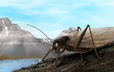 Ученые воссоздали звуки насекомого, которого не видели уже 150 лет - korrespondent.net - Украина - Индия - Аргентина