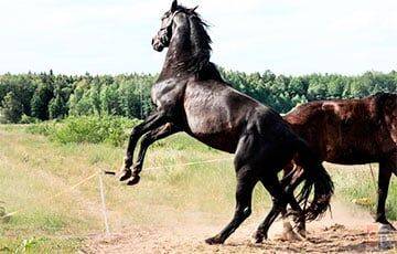 Житель Барановичского района хотел украсть коня, но животному это не понравилось - charter97.org - Белоруссия - район Барановичский