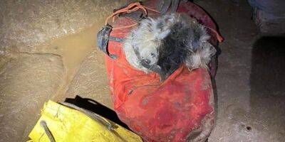 На глубине 150 метров. В США спасатели достали из пещеры собаку, которую владельцы разыскивали почти два месяца - nv.ua - США - Украина - шт. Колорадо - штат Миссури