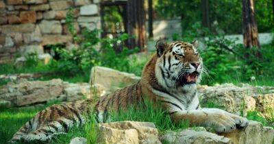 Рижский зоопарк намерен привлекать миллион посетителей в год - rus.delfi.lv - Рига - Латвия - Танзания