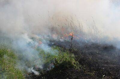 В Тверской области этим летом уже ликвидировано 17 лесных пожаров - afanasy.biz - Тверь - Тверская обл.