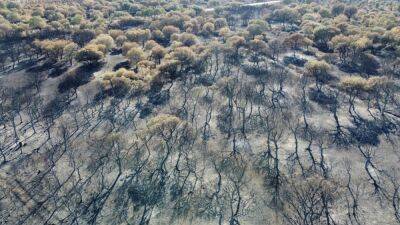 Больше половины сгоревших лесов в мире пришлись на Россию - svoboda.org - Россия - Канада - Португалия