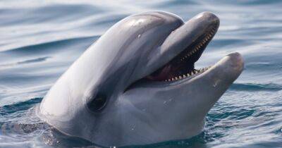 В Японии дельфин-задира терроризирует отдыхающих. Виноват сложный характер - focus.ua - Украина - Япония