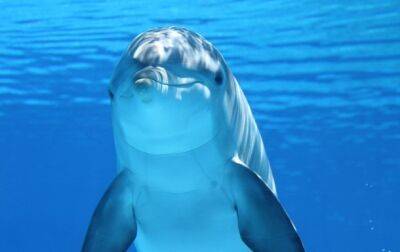 В Японии дельфин терроризирует отдыхающих - korrespondent - Норвегия - Украина - Япония - Нападение