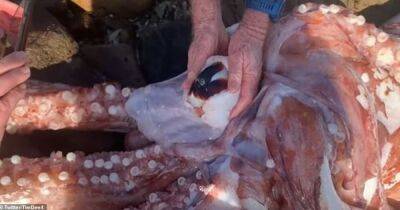 Ктулху из Скарборо. На берег выбросился кальмар с гигантским клювом и 30 сантиметровым глазом - focus.ua - Украина - Юар - Кейптаун