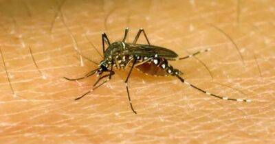 Идеальные ищейки. Комары эволюционировали, чтобы находить людей по запаху - focus.ua - Украина - Нью-Йорк