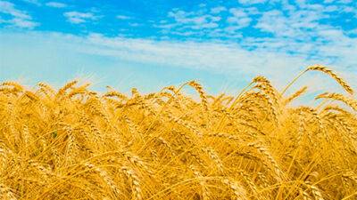 Аграрії вже зібрали 23,4 мільйона тонн зерна - bin.ua - Украина - Культура