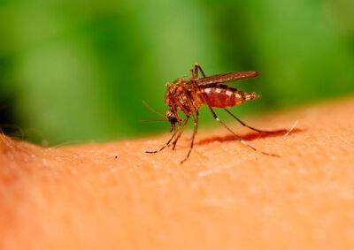 Уровень активности комаров в Чехии вырос до максимума - vinegret.cz - Чехия