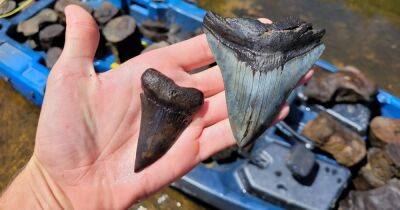 В США нашли гигантские зубы вымершей акулы (фото, видео) - focus.ua - Украина - USA - шт.Флорида - шт.Северная Каролина