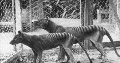 Ученые решили восстановить исчезнувший вид тасманийского тигра. Деньги на это дали биткоиновые миллиардеры - rus.delfi.lv - Австралия - Латвия