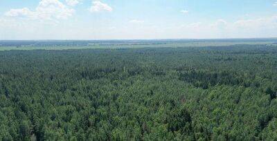 Запреты и ограничения на посещение лесов действуют в 82 районах Беларуси - grodnonews.by - Белоруссия - Экология
