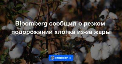 Bloomberg сообщил о резком подорожании хлопка из-за жары - smartmoney.one - США - Бразилия - Индия