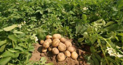 В районе Деваштич картофелеводческие хозяйства борются с вредителями - dialog.tj - Таджикистан - Хатлонской обл.