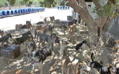 На Кипре резко выросло число бездомных собак - vkcyprus.com - Англия - Германия - Кипр