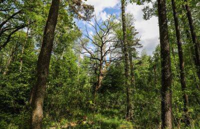 В 7 районах Могилевской области введен запрет на посещение лесов - ont.by - Белоруссия
