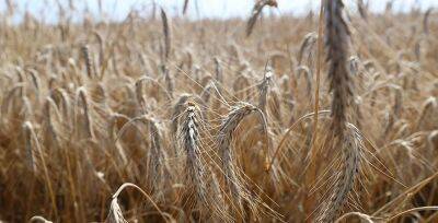 В Беларуси намолотили 7 миллионов тонн зерна - grodnonews.by - Белоруссия
