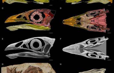 Палеонтологи обнаружили самую древнюю плодоядную примитивную птицу - ont.by - Китай - Белоруссия